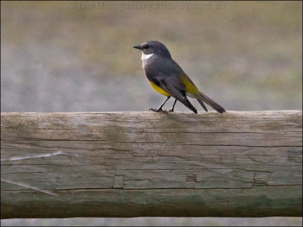 Western Yellow Robin west_yellow_robin_213818.psd