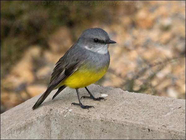 Western Yellow Robin west_yellow_robin_213846.psd