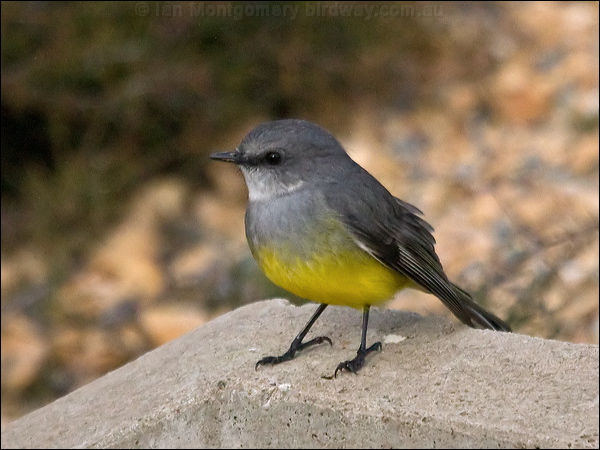 Western Yellow Robin west_yellow_robin_213849.psd