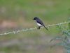 Click here to enter gallery and see photos/pictures/images of White-breasted Robin