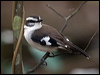 white_browed_robin_120532