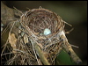 white_browed_robin_120544