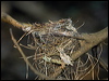 white_browed_robin_120545