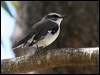 white_browed_robin_57533