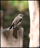 white_browed_robin_57535