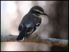white_browed_robin_57585