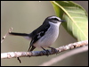 white_browed_robin_57752