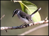 white_browed_robin_57768
