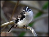white_browed_robin_80939