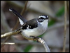 white_browed_robin_80940