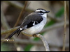 white_browed_robin_80953