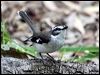 white_browed_robin_80976