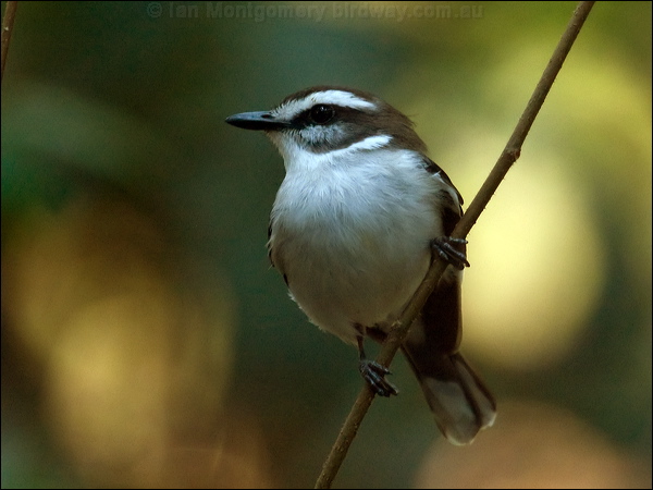 White-browed Robin white_browed_robin_120526.psd