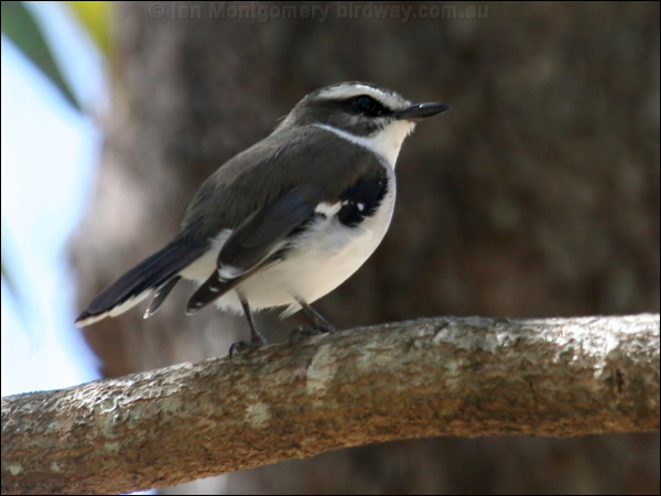 White-browed Robin white_browed_robin_57533.psd