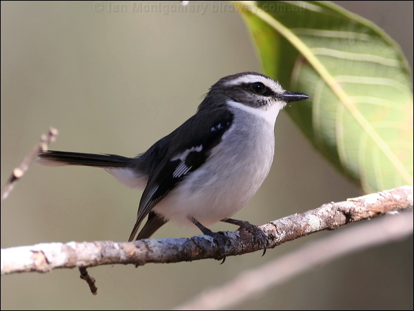 White-browed Robin white_browed_robin_57752.psd