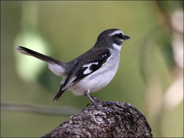 White-browed Robin white_browed_robin_57776.psd