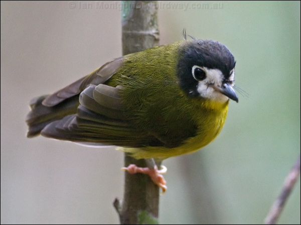 White-faced Robin white_faced_robin_120942.psd