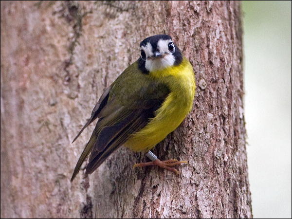 White-faced Robin white_faced_robin_121115.psd