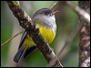 ye_belly_flyrobin_165619