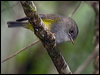ye_belly_flyrobin_165622