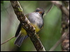 ye_belly_flyrobin_165624