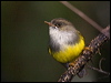 ye_belly_flyrobin_165628