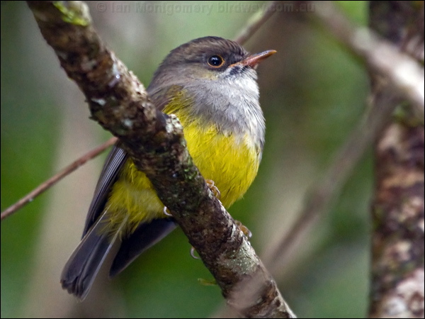 Yellow-bellied Flyrobin ye_belly_flyrobin_165619.psd