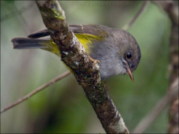 Yellow-bellied Flyrobin ye_belly_flyrobin_165622.psd