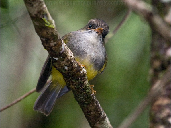Yellow-bellied Flyrobin ye_belly_flyrobin_165624.psd