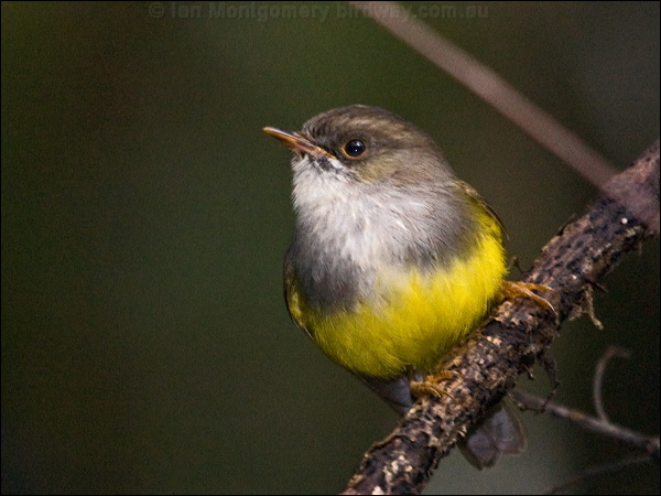 Yellow-bellied Flyrobin ye_belly_flyrobin_165628.psd