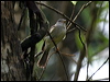 ye_leg_flyrobin_04263
