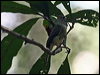 ye_leg_flyrobin_96889