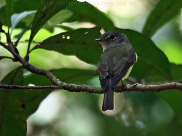 Yellow-legged Flyrobin ye_leg_flyrobin_96881.psd