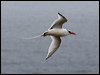 Click here to enter gallery and see photos of Red-billed Tropicbird