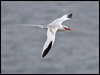 redbilled_tropicbird_27625