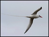 redbilled_tropicbird_27628