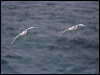 redbilled_tropicbird_27635