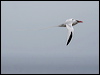 redbilled_tropicbird_27642