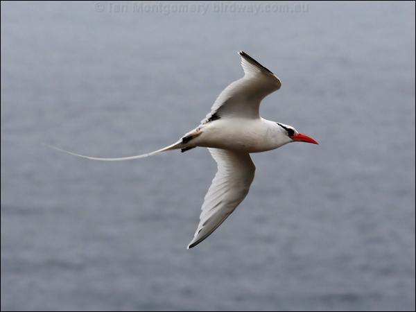 Red-billed Tropicbird redbilled_tropicbird_27623.psd