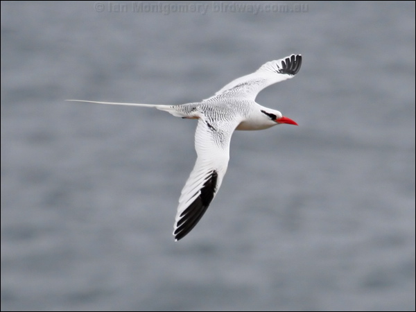 Red-billed Tropicbird redbilled_tropicbird_27625.psd