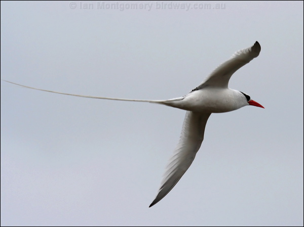 Red-billed Tropicbird redbilled_tropicbird_27628.psd