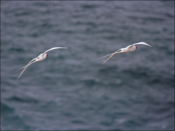 Red-billed Tropicbird redbilled_tropicbird_27635.psd