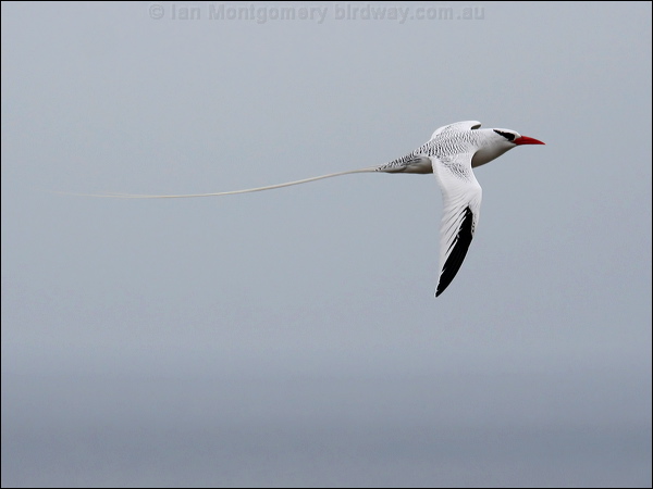 Red-billed Tropicbird redbilled_tropicbird_27642.psd