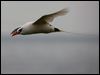 red_tail_tropicbird_140818