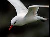 Click here to enter gallery and see photos of Red-tailed Tropicbird