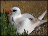 red_tail_tropicbird_141201