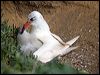 red_tail_tropicbird_141207