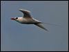red_tailed_tropicbird_f23af