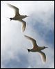 redtailed_tropicbird_39918