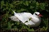 redtailed_tropicbird_39972